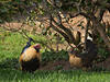 _A049651croofm.jpg